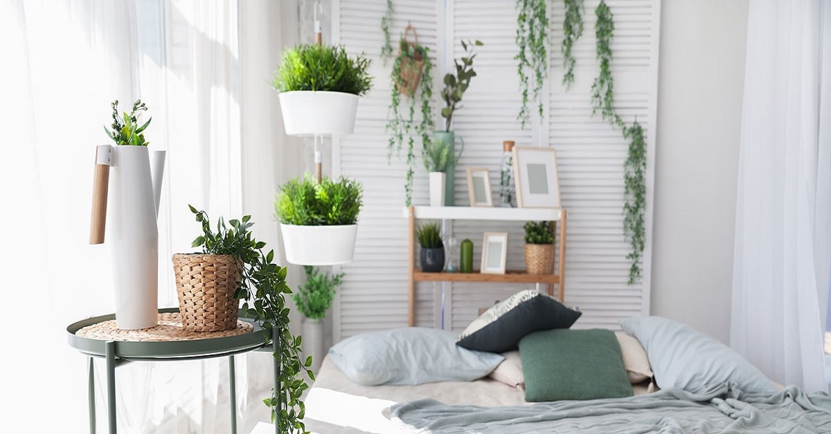 Plants that clean air