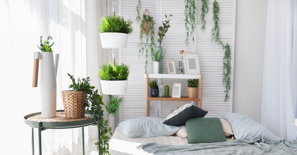 Plants that clean air Plants that clean air