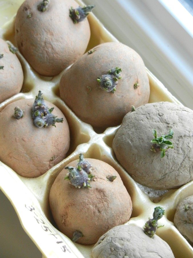 Choose quality seed potatoes Choose quality seed potatoes