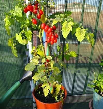 How to grow tomatoes Indoors