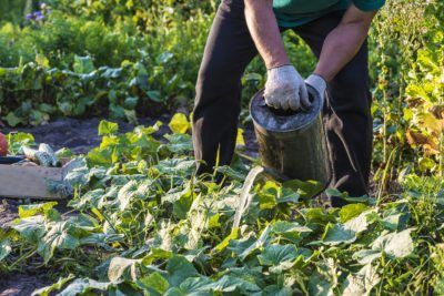 How to use compost tea