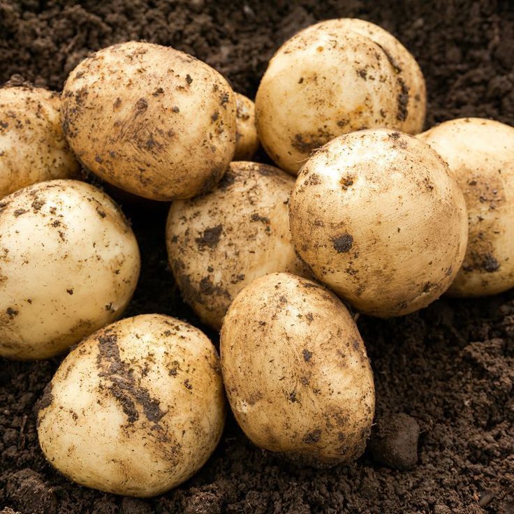 Round White Potatoes