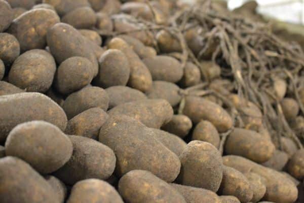 Russet or Idaho Potatoes