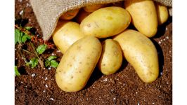 The Best Potatoes That You Should be Growing