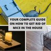 Your Complete Guide on How to Get Rid of Mice in The House