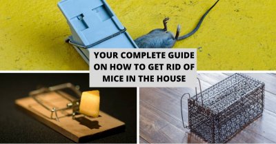 Your Complete Guide on How to Get Rid of Mice in The House