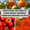 Everything You Need to Know About Growing Tomatoes Indoors in Pots