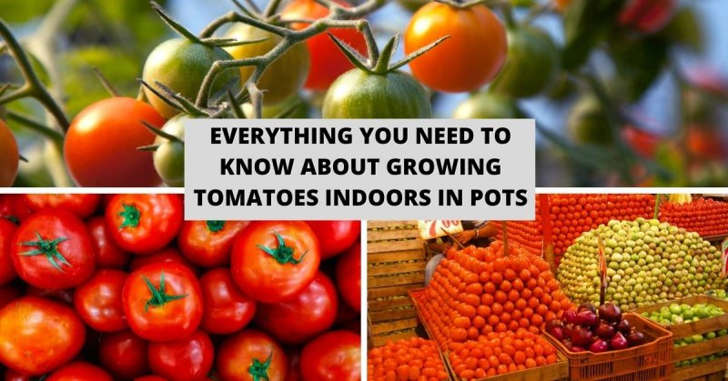 Everything You Need to Know About Growing Tomatoes Indoors in Pots