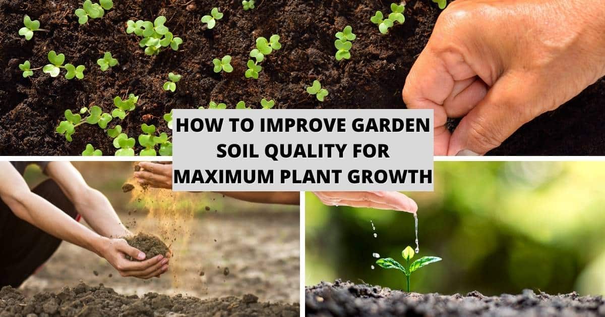 How To Improve Garden Soil Quality for Maximum Plant Growth