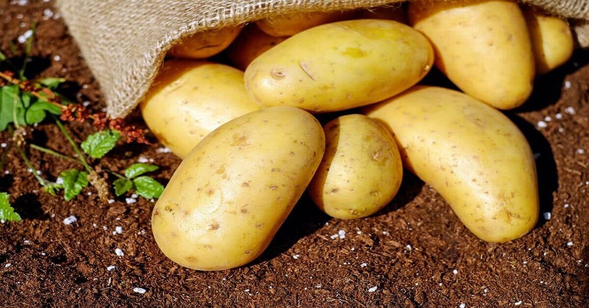 potato potato