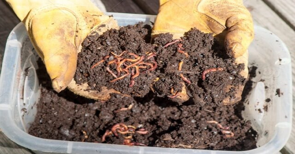 redwigglers redwigglers