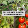 The Ultimate Guide to Growing Tomatoes