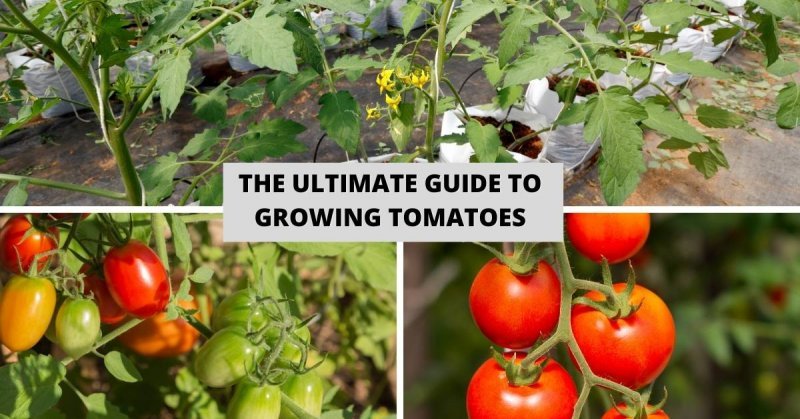 The Ultimate Guide to Growing Tomatoes