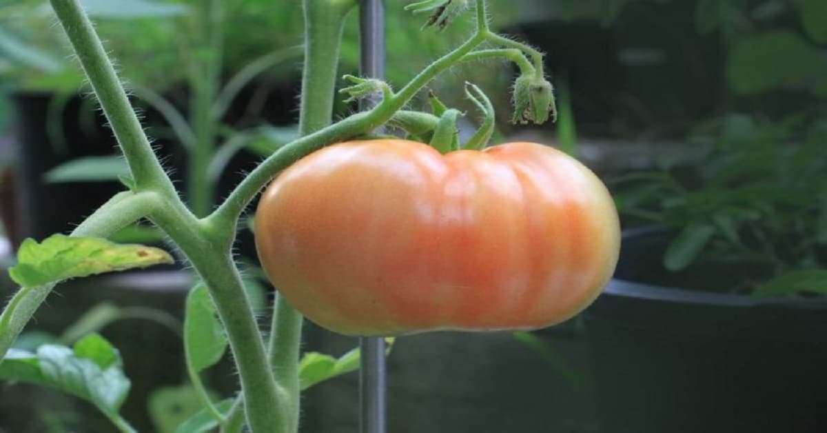 tomato plant