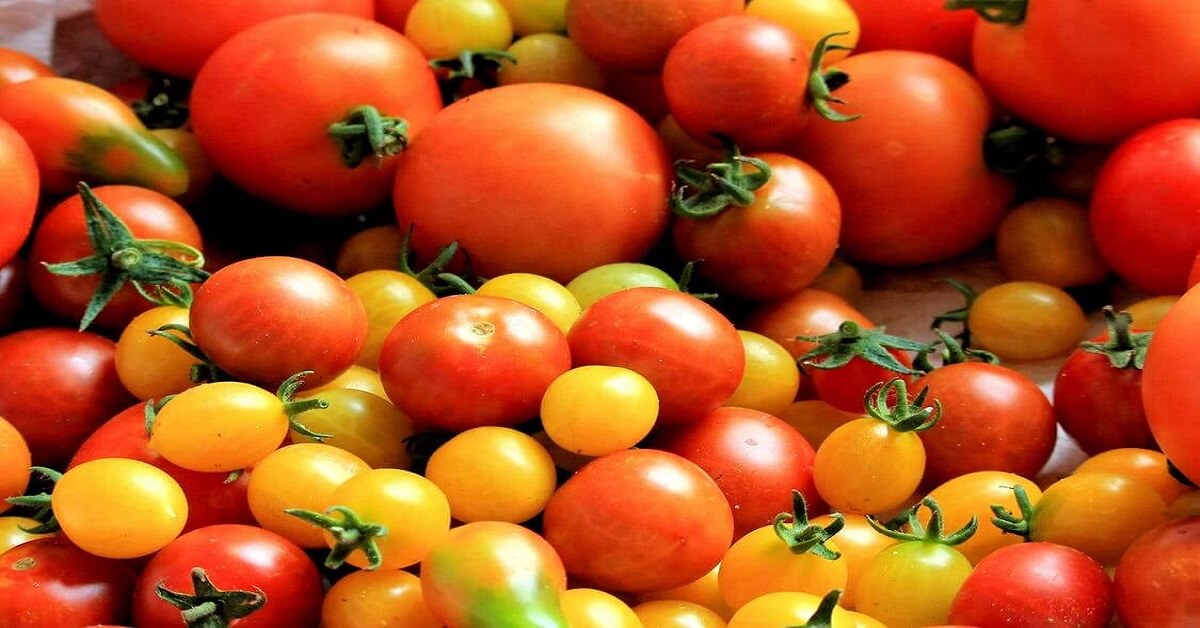 tomatoes tomatoes