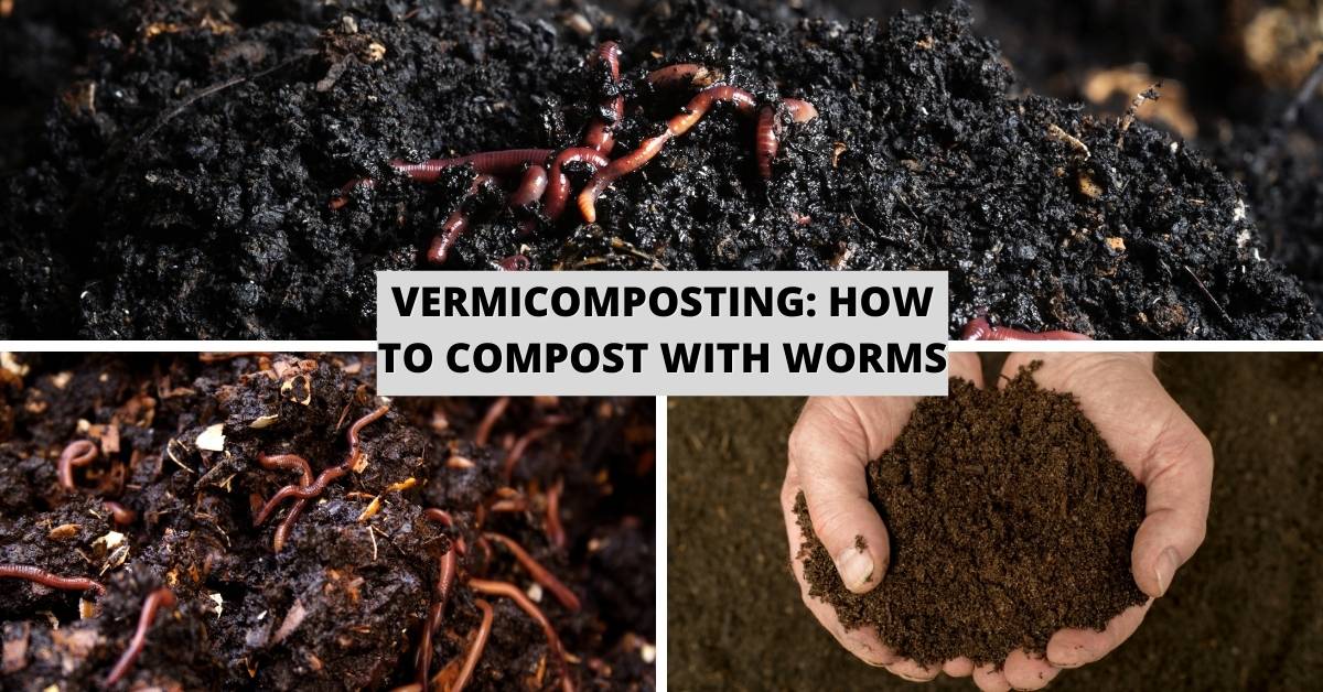 Vermicomposting: How To Compost with Worms