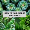 How To Take Care Of Succulents