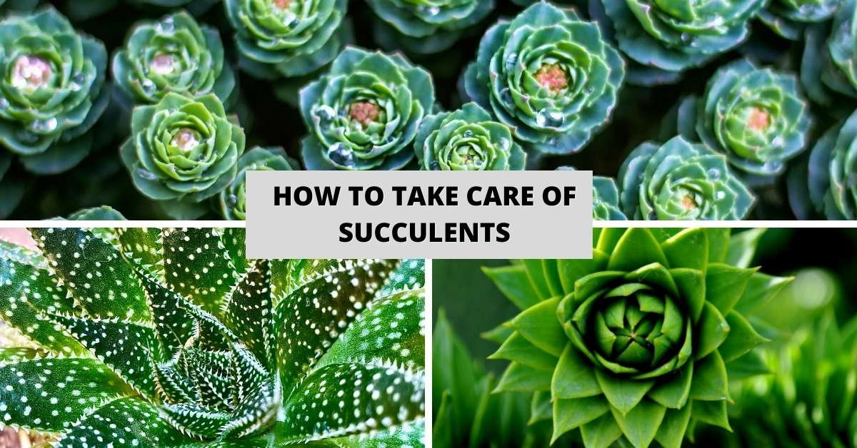 How To Take Care Of Succulents