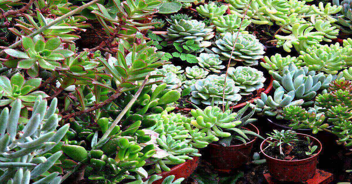 Succulent Succulent