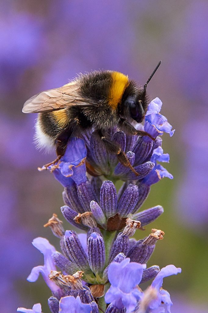 Flowers Bees Love