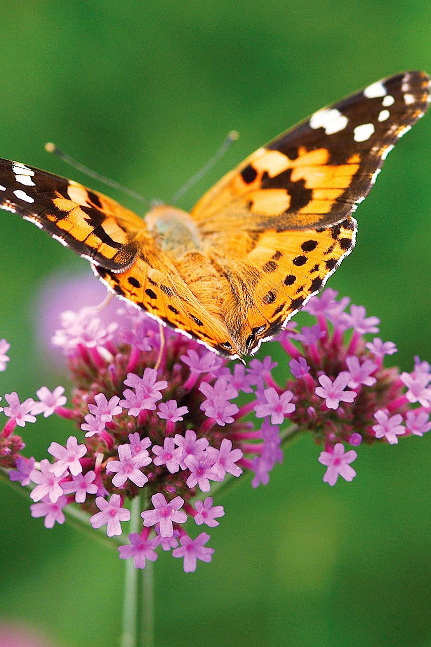 Plants Butterflies Love