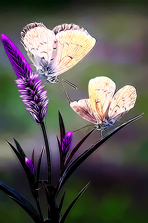 Plants and Flowers Moths