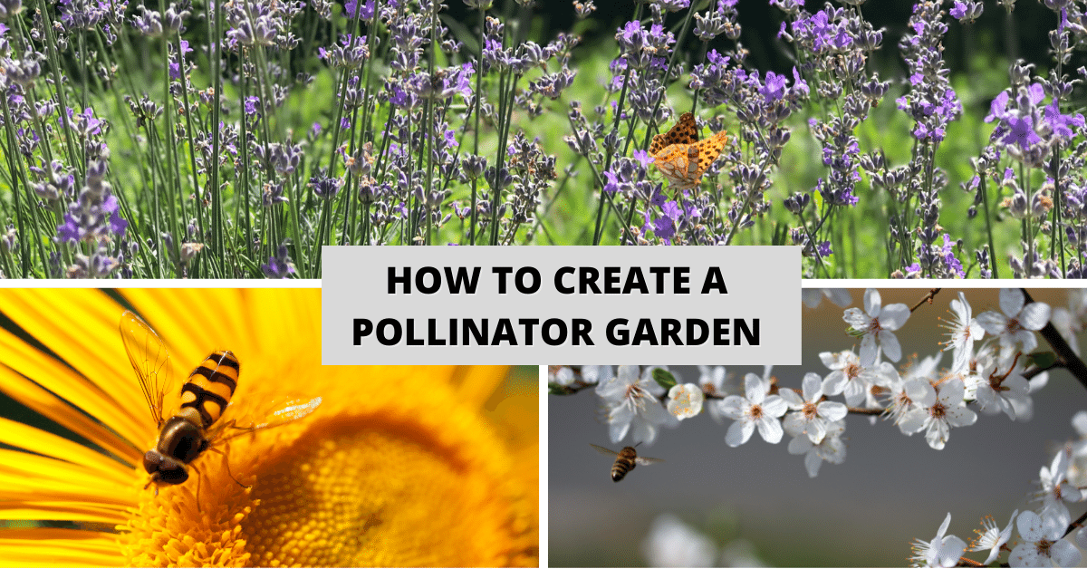How To Create A Pollinator Garden