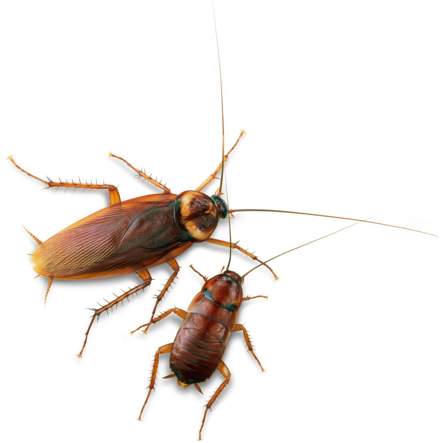 Cockroaches