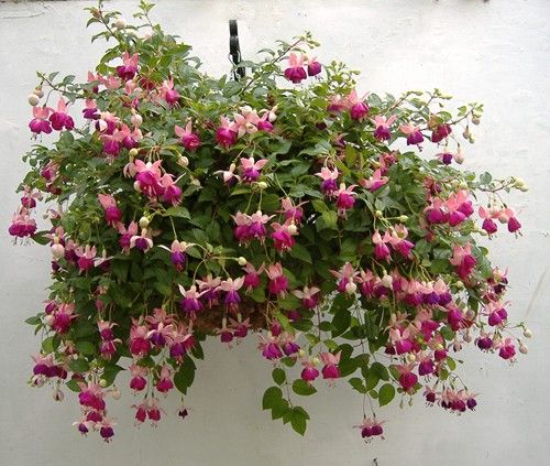 Fuchsia Fuchsia
