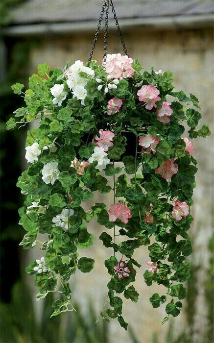 Geranium Geranium