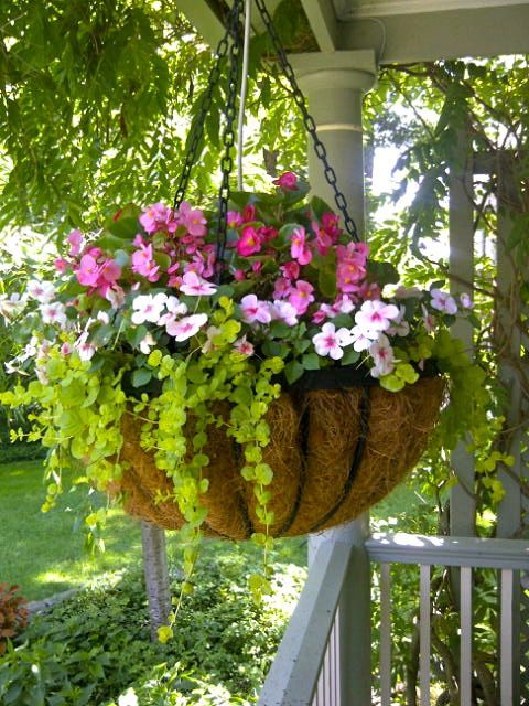 Impatiens Impatiens