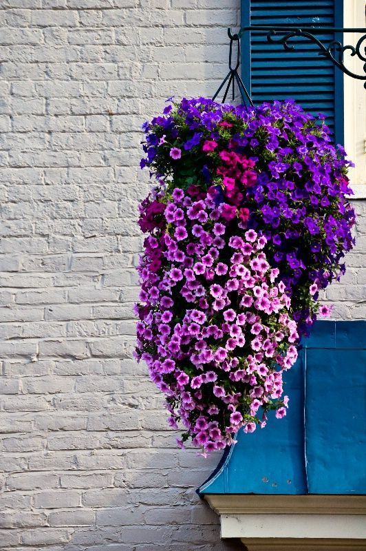 Petunia Petunia