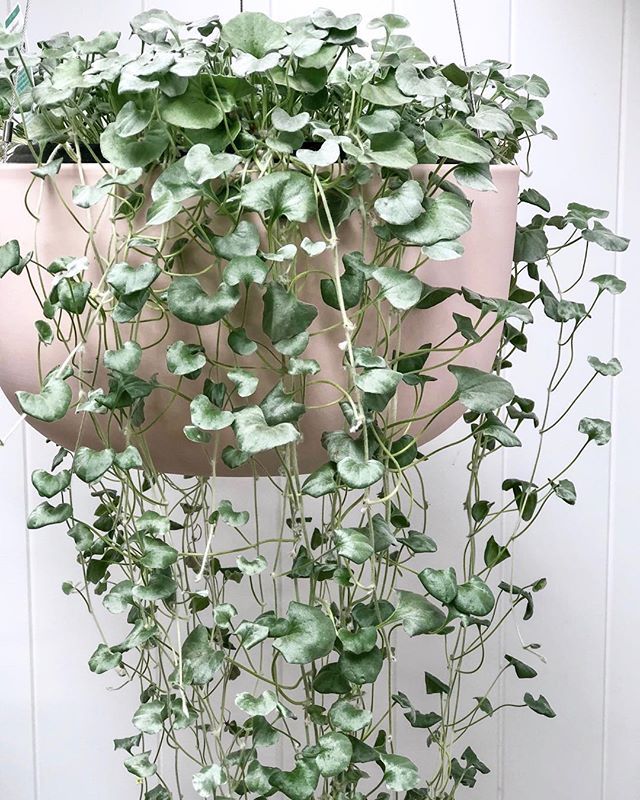 Silver Falls (Dichondra) Silver Falls (Dichondra)