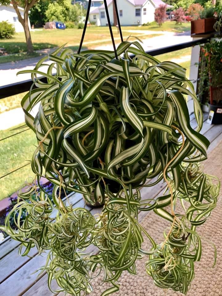 Spider plant Spider plant