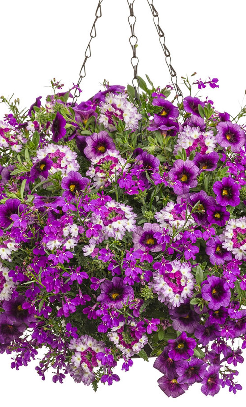 Verbena Verbena