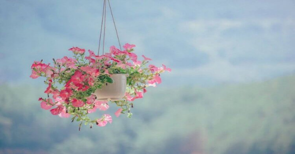 beautiful-bloom-blossom beautiful-bloom-blossom