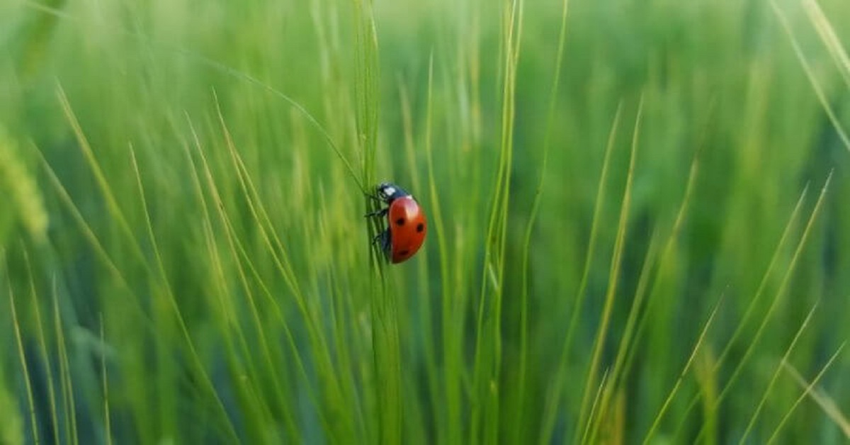 Ladybug Ladybug