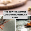 The Top Three Most Common Household Pests