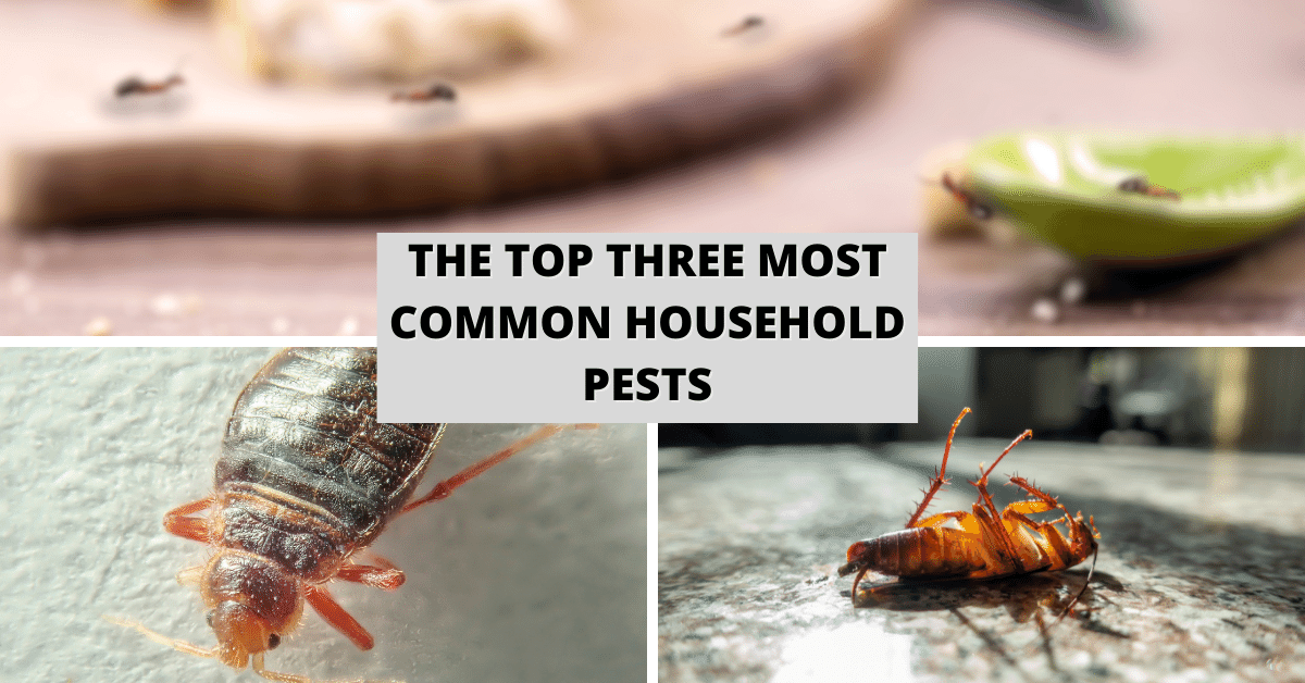 The Top Three Most Common Household Pests