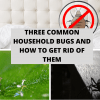 Three Common Household Bugs And How To Get Rid Of Them