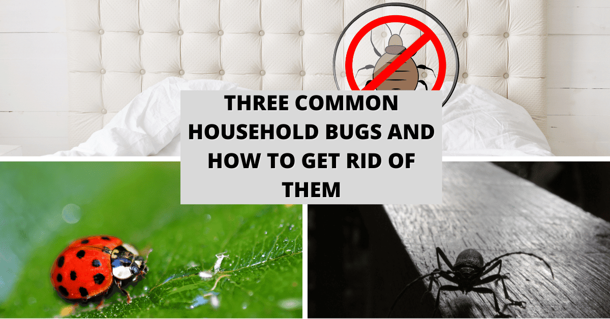 Three Common Household Bugs And How To Get Rid Of Them