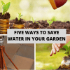 Five Ways To Save Water In Your Garden