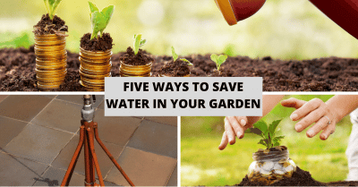 Five Ways To Save Water In Your Garden