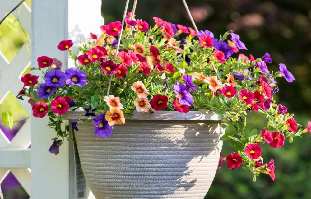 7 Plants You Should Plant In A Perennial Hanging Baskets