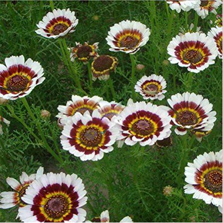 Cape daisies