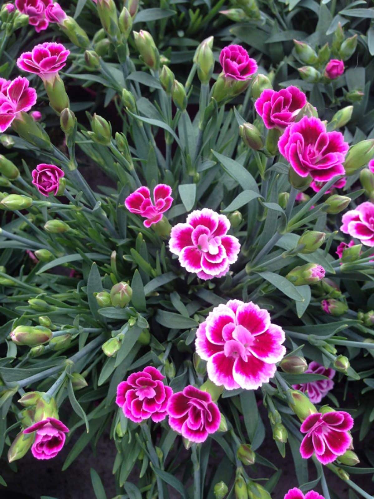 Dianthus