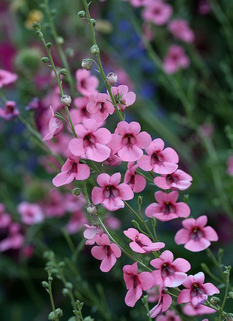 Diascia