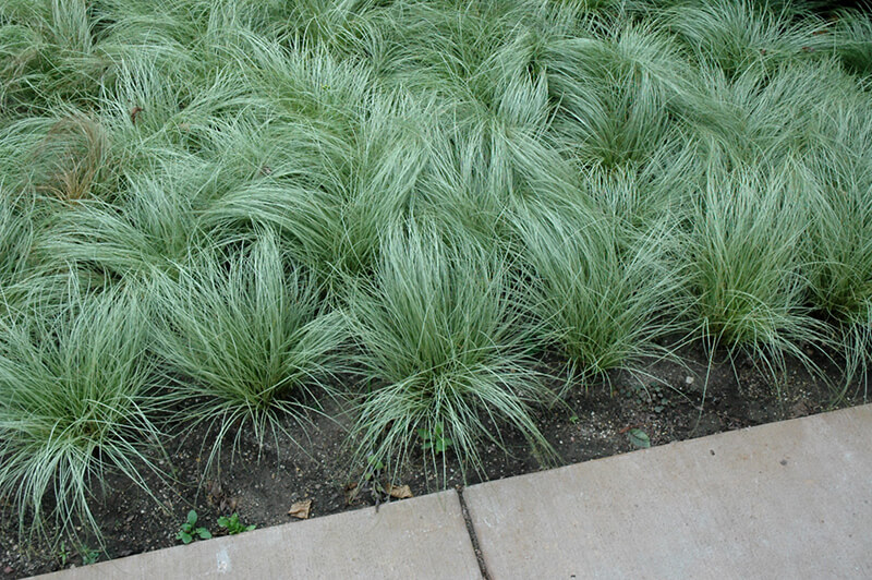 Carex Comans Carex Comans