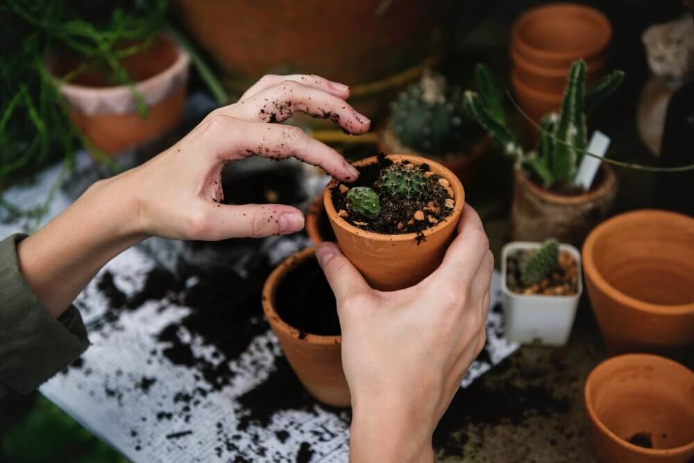 Do Your Potted Plants Have Soil Mites And Should You Get Rid Of Them,Vegan Snacks List