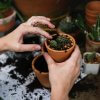 How To Get Rid Of Soil Mites For A Healthier Garden